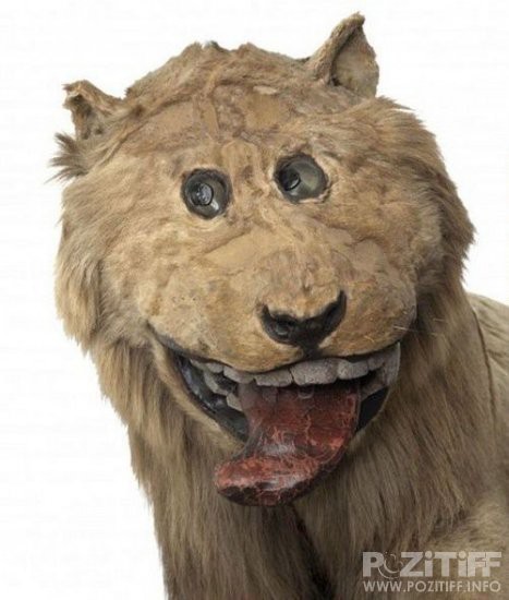 1314225781_lion_04.jpg