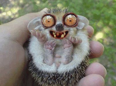 hedgehoganim.gif