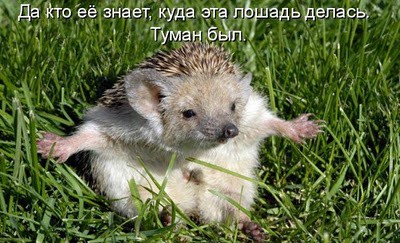 smeshnye-kotomatricy-14.jpg