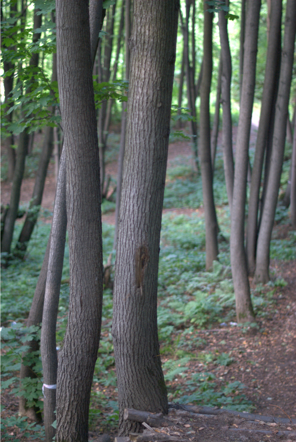 DSC_8885.jpg