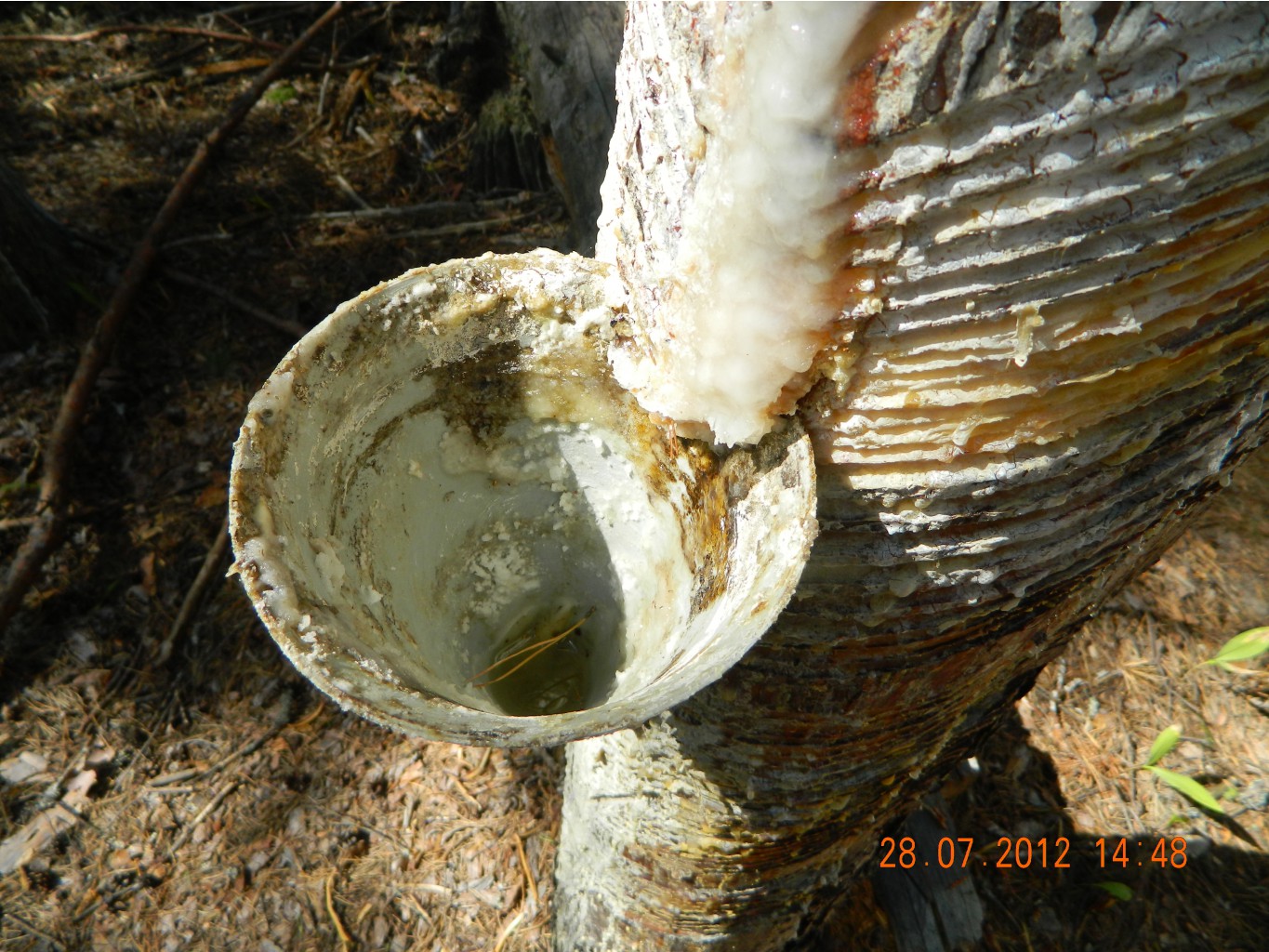DSCN2706.JPG