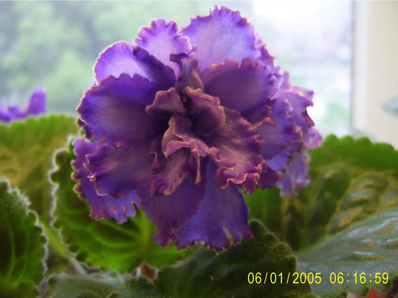 Blue Dragon- 
