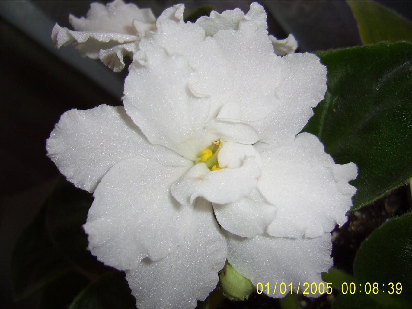 Rhapsody in White-.-25
