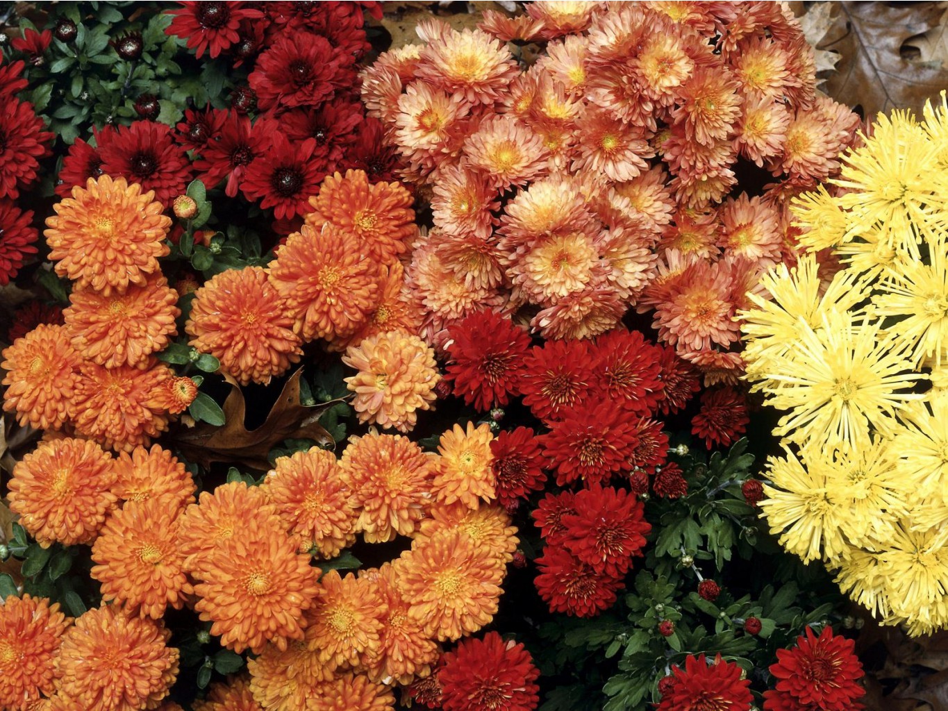 4824488_Hardy_Mums.jpg