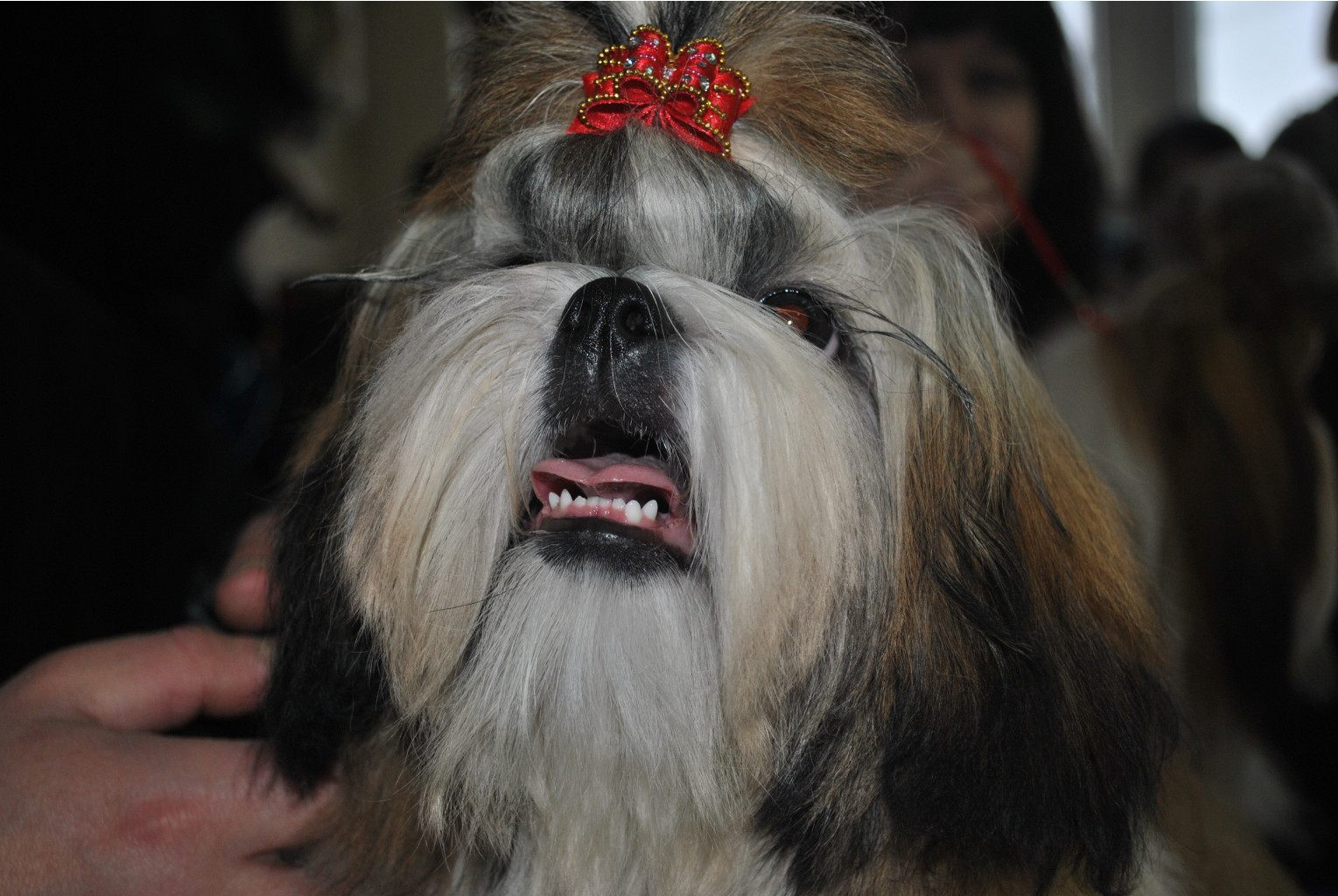 DSC_0376.JPG