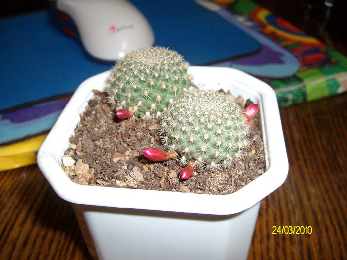 Rebutia sp