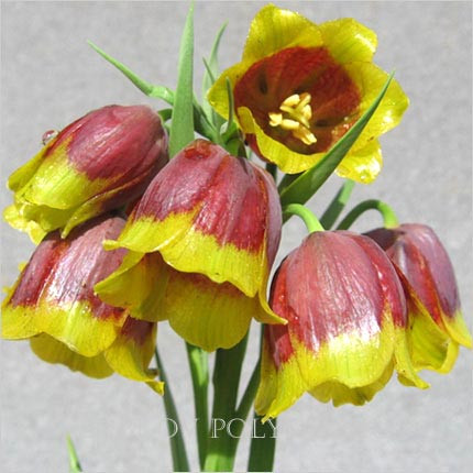 fritilaria-  18..jpeg