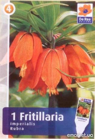 fritilaria- 85..jpeg