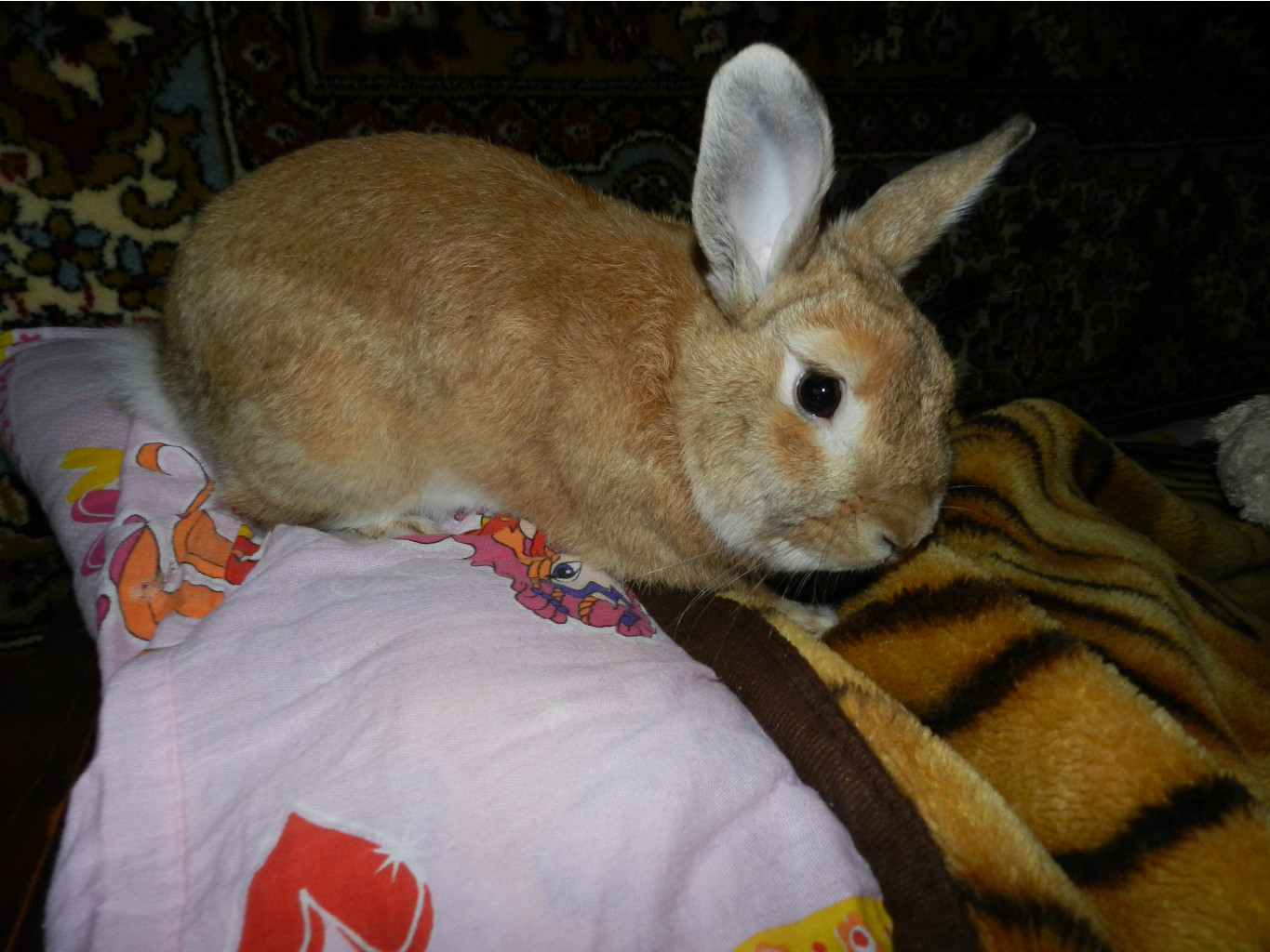 DSCN1057.JPG
