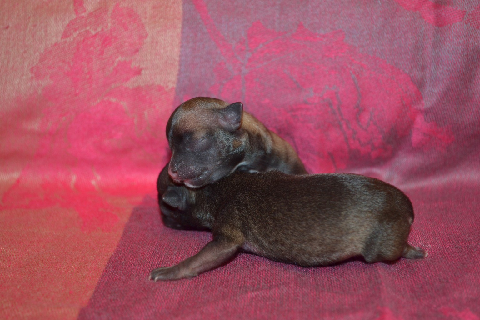 DSC_1535.JPG
