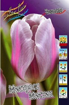 13845683.Tulipa_MISTRESS_MYSTIC.jpg