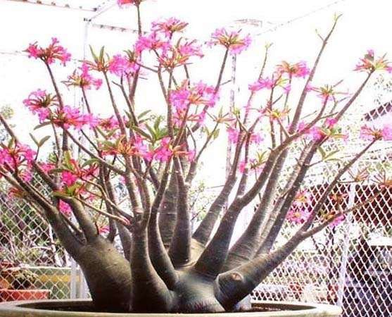 Adenium arabicum 'Desert Night Fork'.jpg