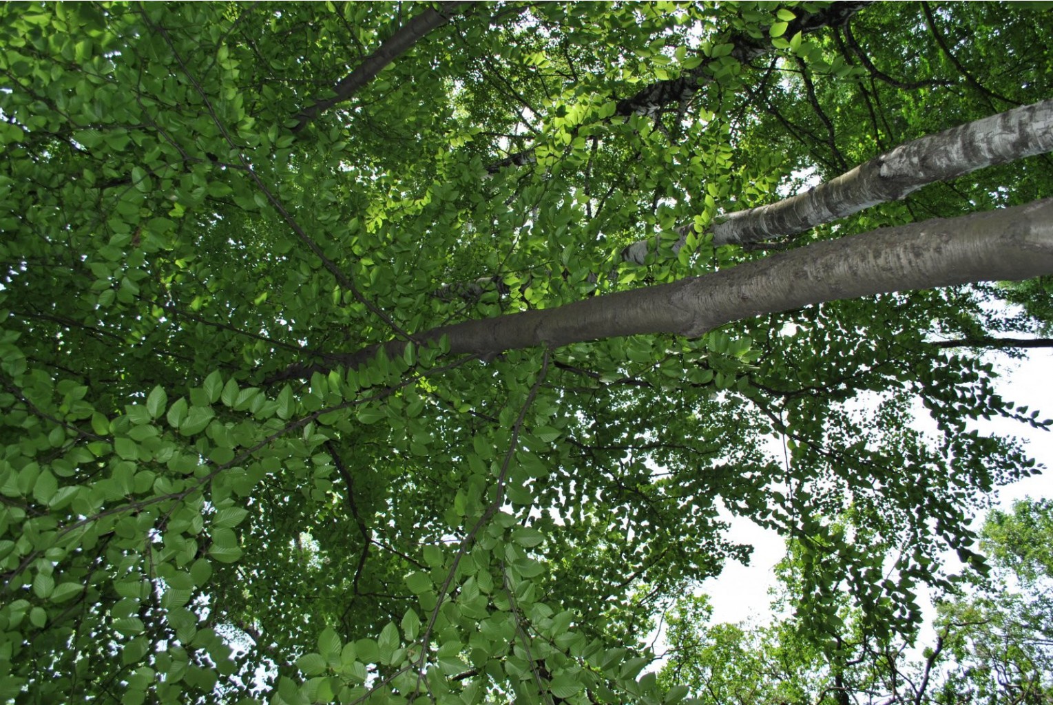 DSC_0090.JPG