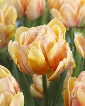 Фокси Фокстрот 161 руб.jpg