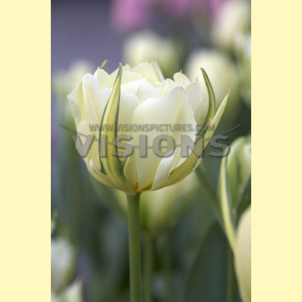 Экзотик Пуриссима 115,65 руб.jpg