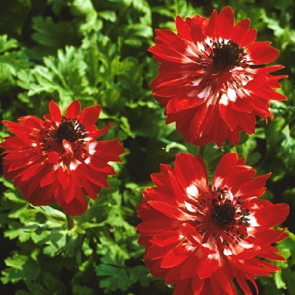 Говернор (10шт) 66 руб.jpg