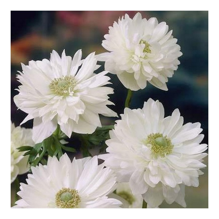 Маунт Эверест (10шт) 66руб.jpg