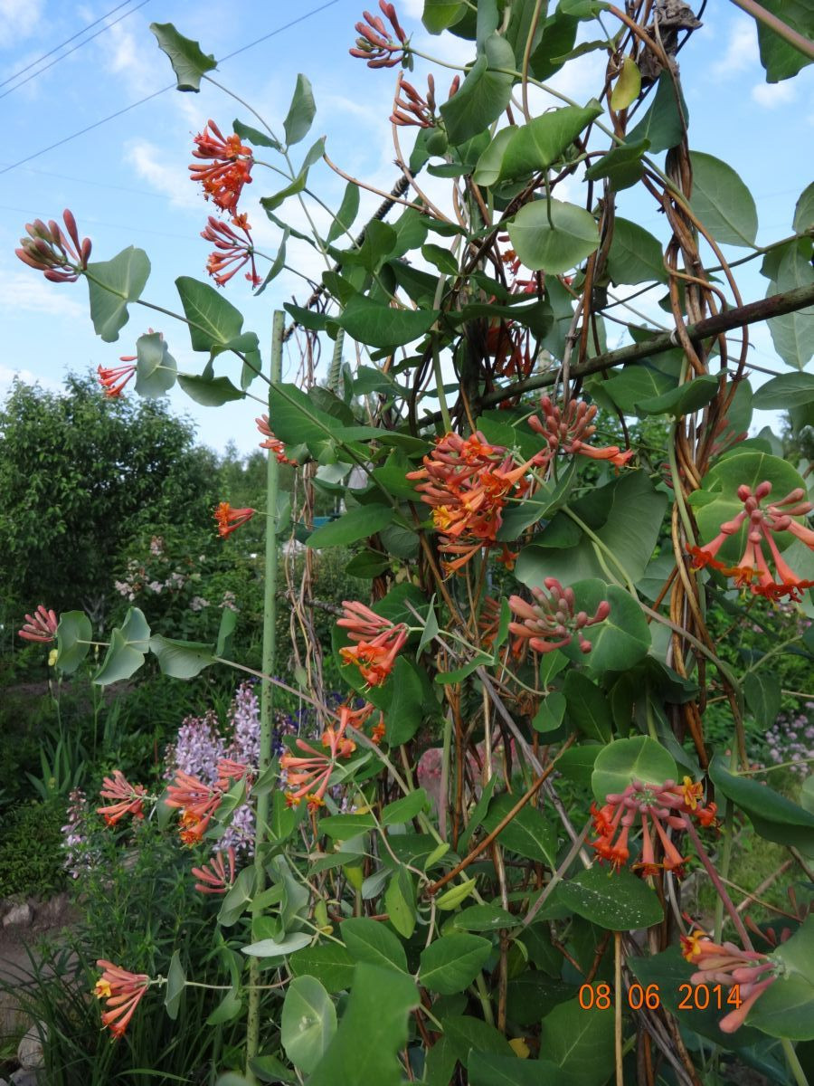     'Dropmore Scarlet'