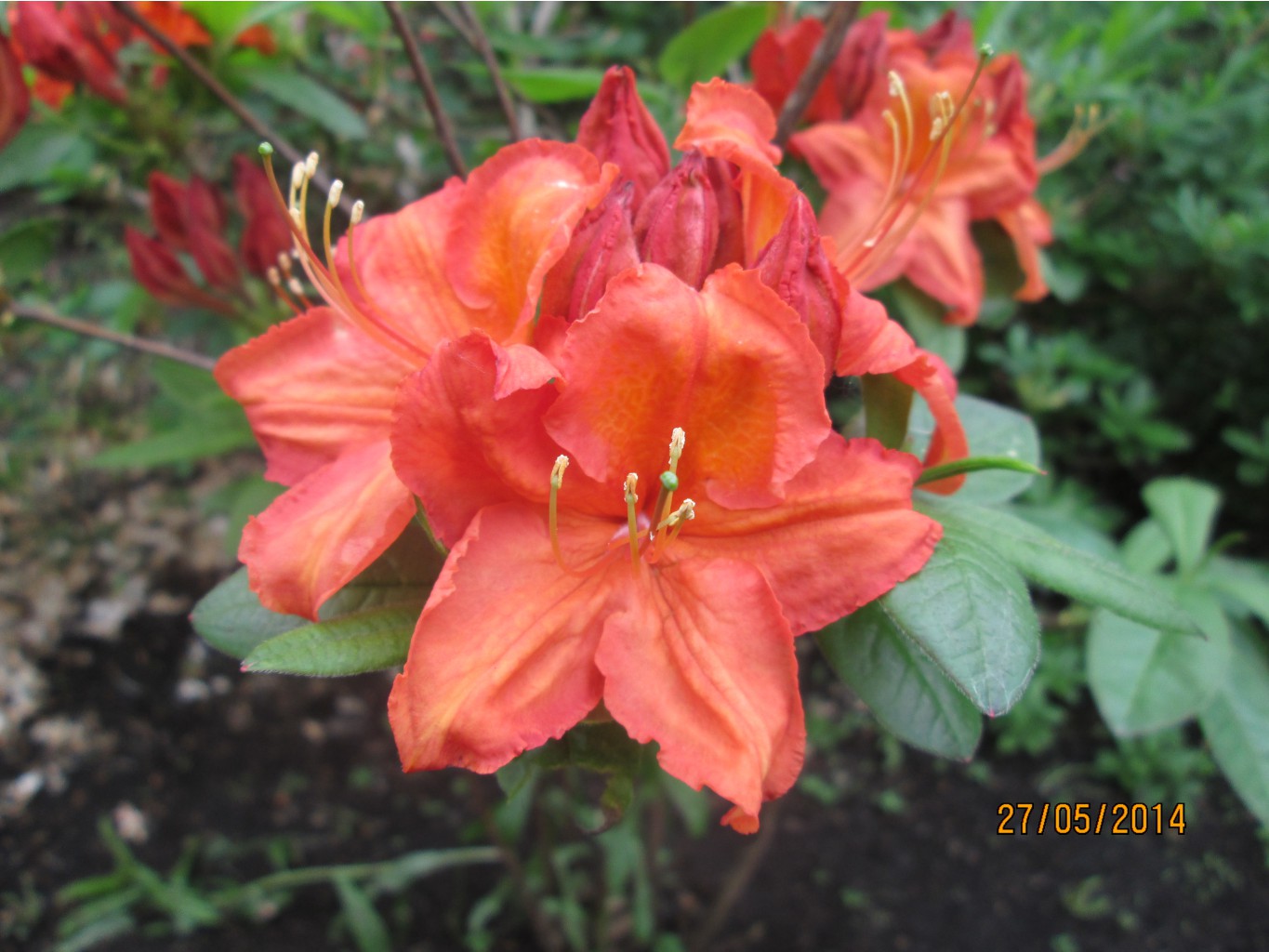 IMG_2372.JPG