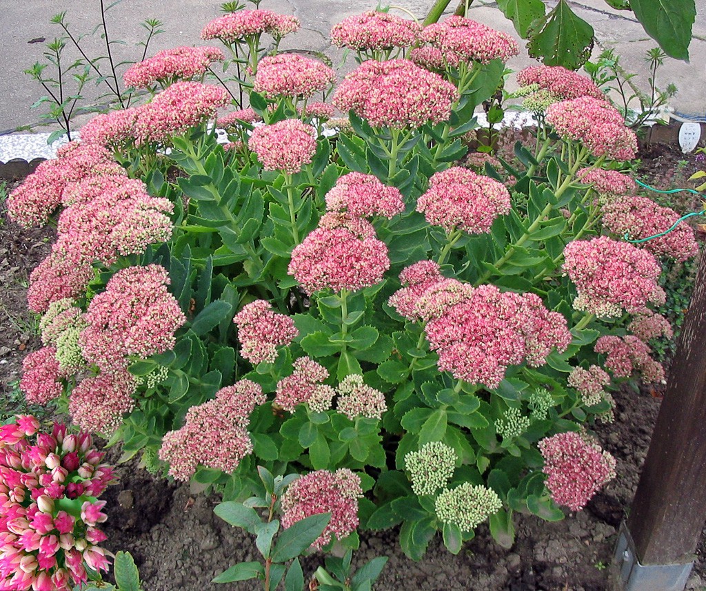 Sedum.jpg