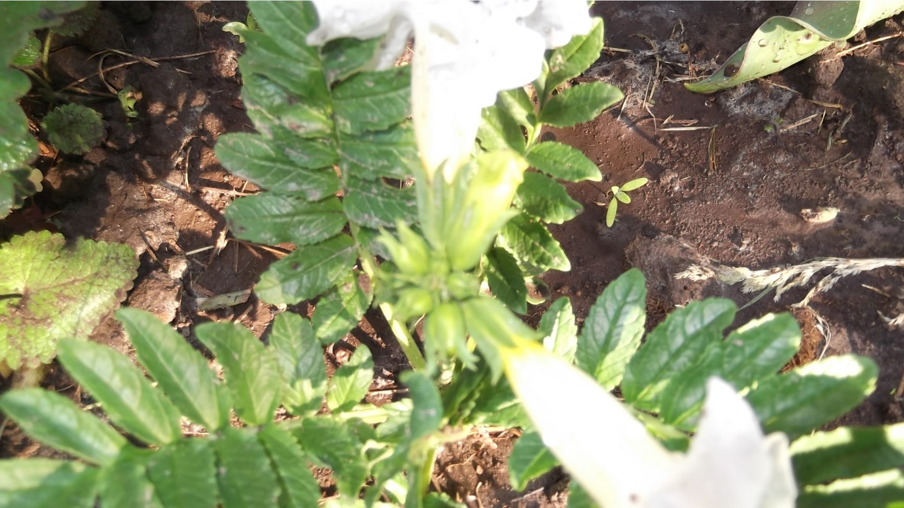 DSCF5457.JPG