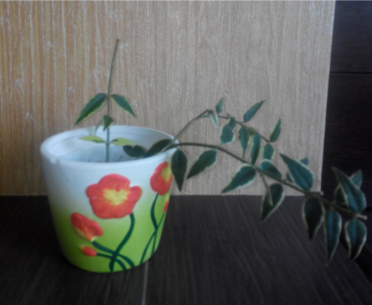 bella (albomarginate leaf form) (  )