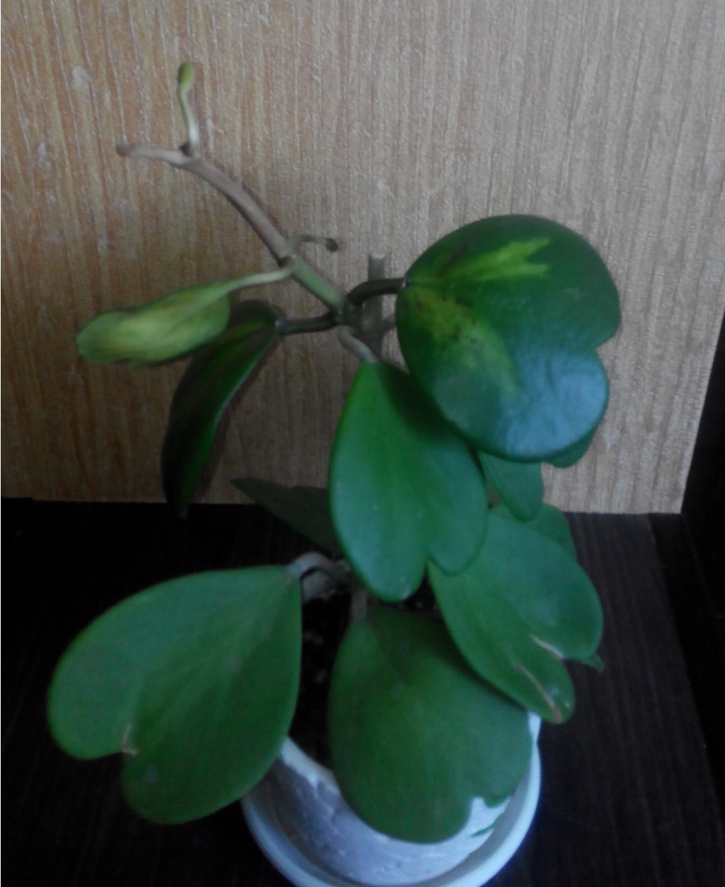 KERII VARIEGATA 1-  