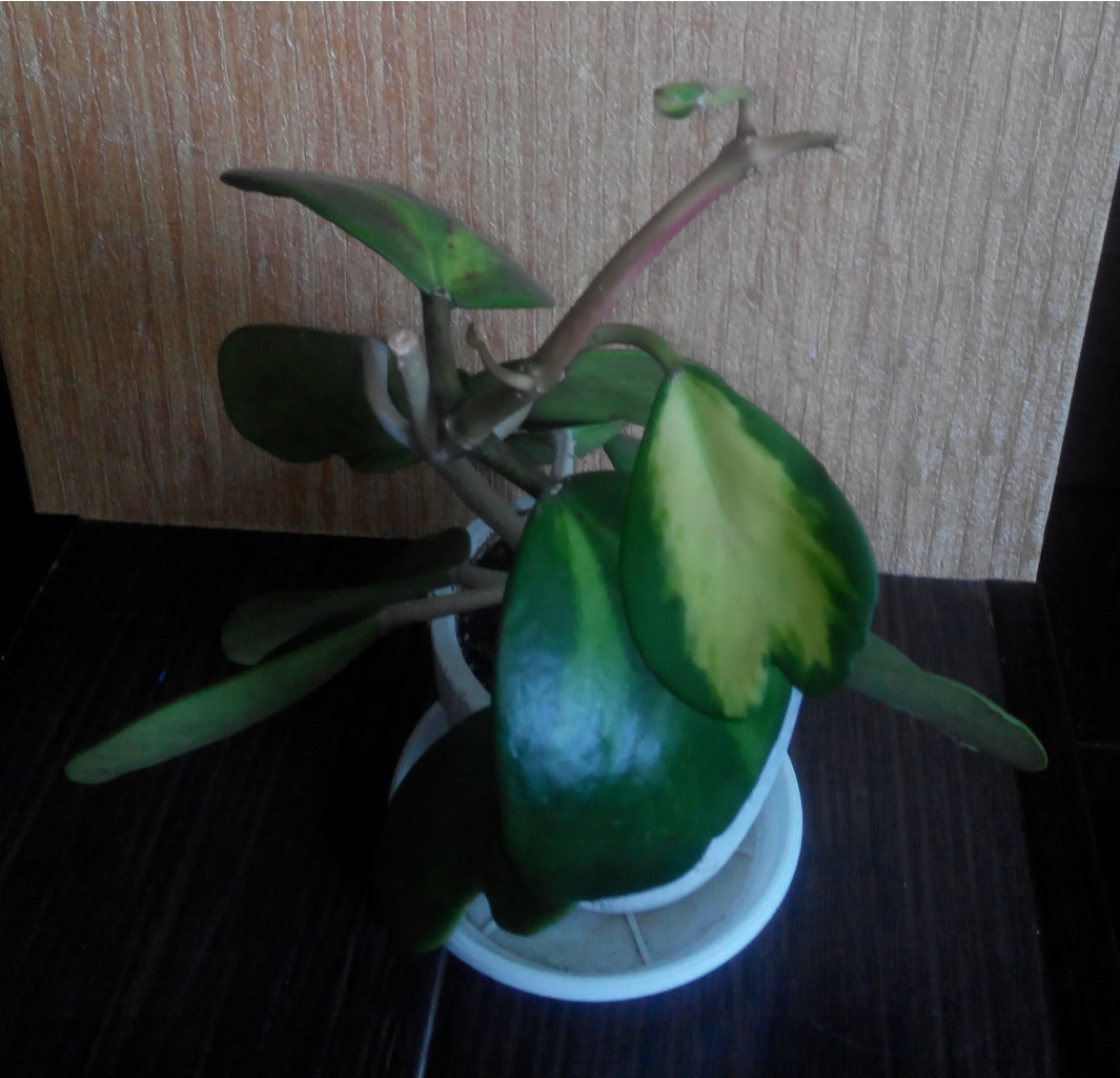 KERII VARIEGATA 1-  