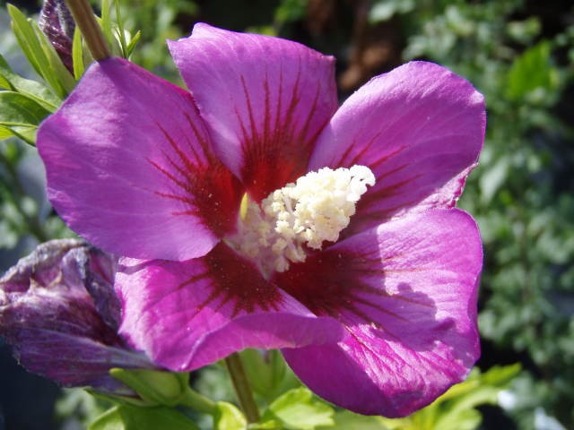  Hibiscus syr. Russian Violet - 2,93.jpg