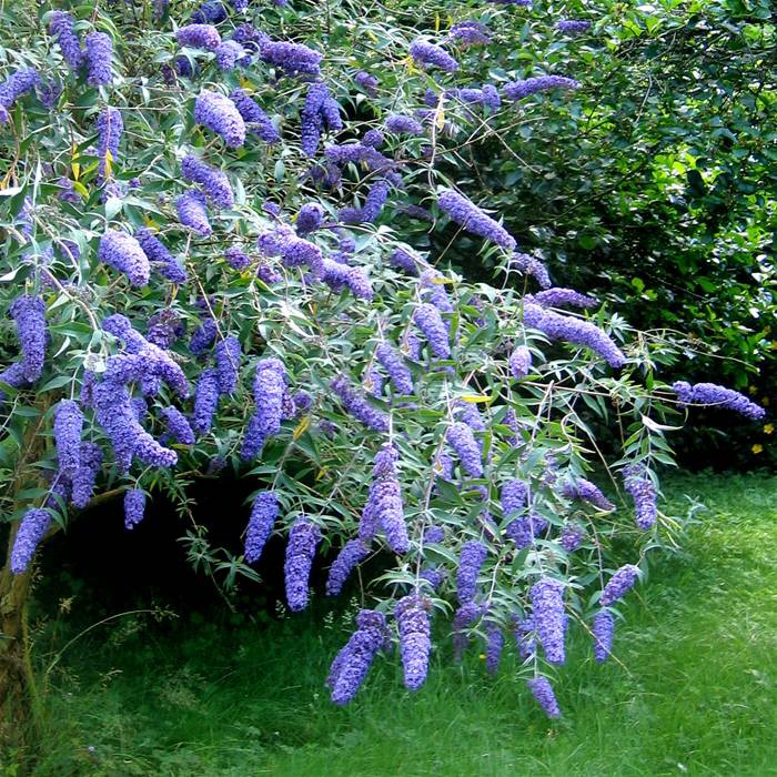  Buddleja dav.Blue Heaven - 2,65.JPG