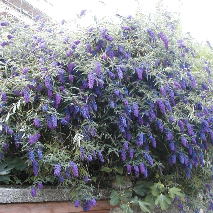  Buddleja dav.Empire Blue - 1,57.jpg