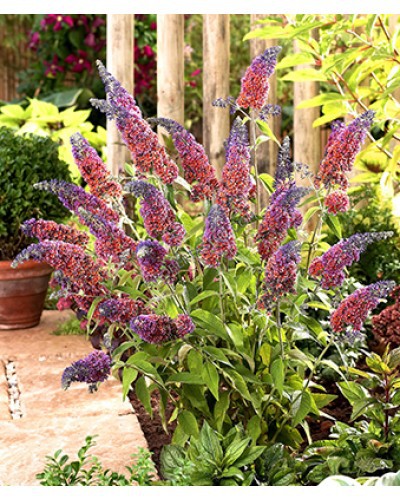  Buddleja dav.Flower Power - 2,65.jpg