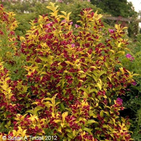  Weigela Briant Rubidor - 1,33.jpg