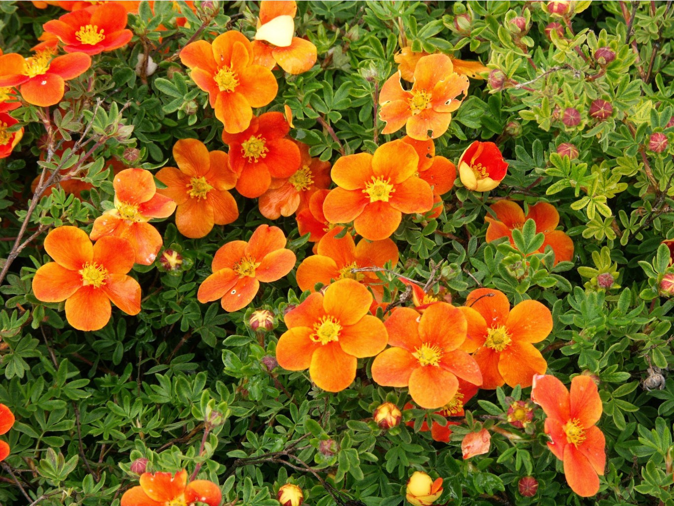  Potentilla f.Hopleys Orange - 2,11.JPG