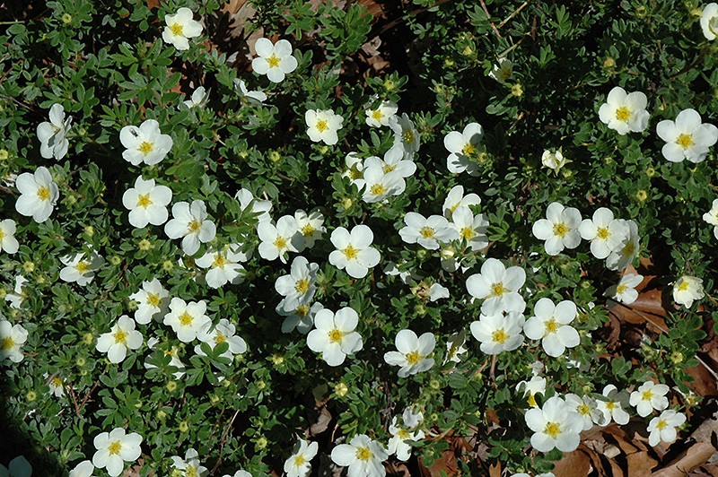  Potentilla f.McKays White - 1,19.jpg