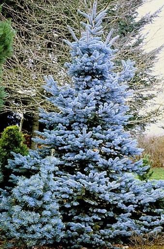  Picea gl.Misty Blue - 2,39.jpg