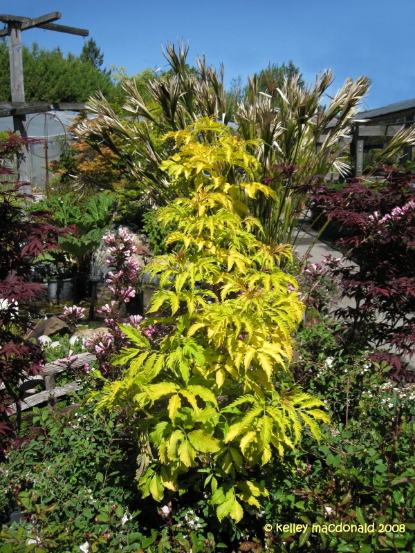  Sambucus Racemosa Sutherland Gold - 3,32.jpg