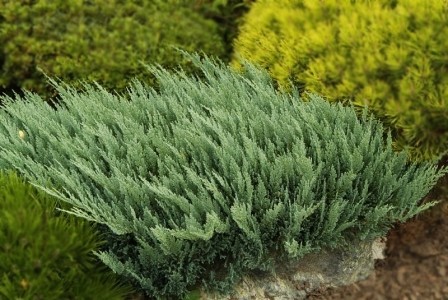  Juniperus hor Blue Chip - 1,86.jpg