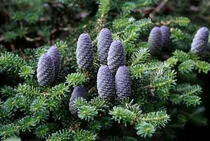  Abies koreana - 1,92.jpg