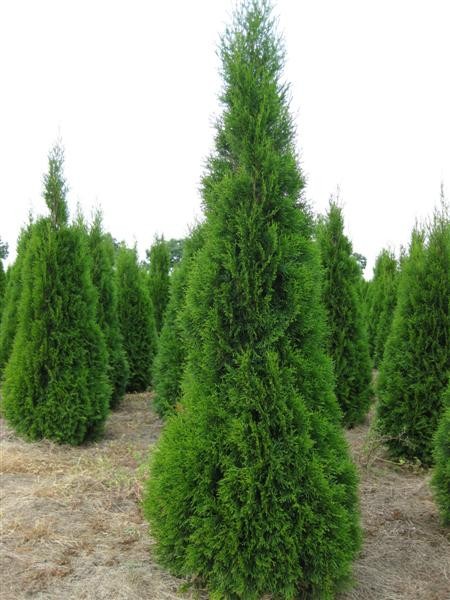  Thuja occ Smaragd - 1,86.jpg