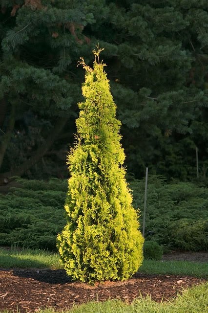  Thuja occ Yellow Ribbon - 1,72.jpg