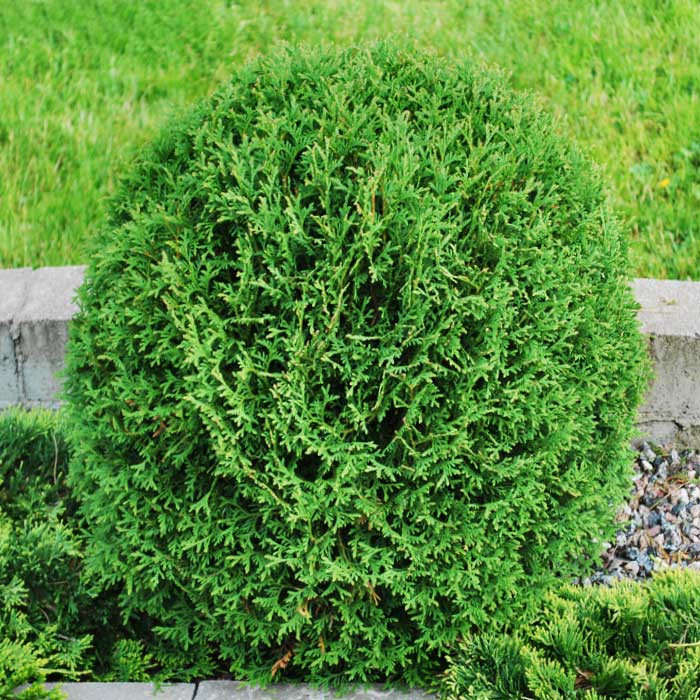  Thuja occ.Tiny Tim - 1,72.jpg