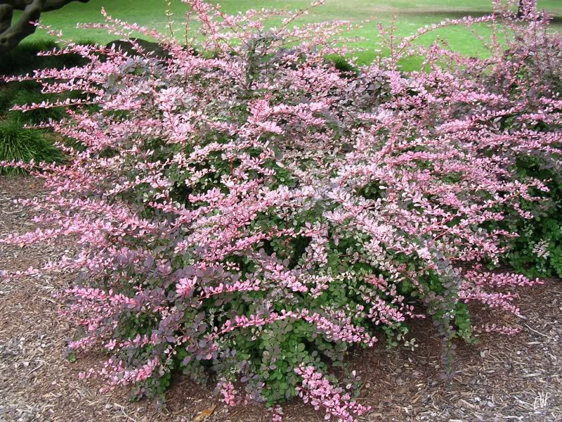 Berberis thunb.Pink Queen - 1,92.jpg