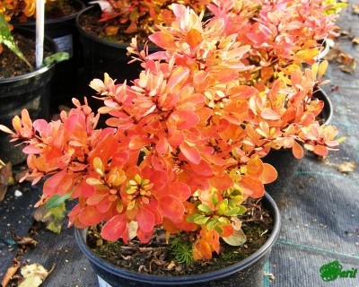  Berberis thunb. Kobold - 1,92.jpg