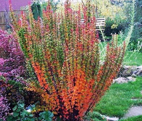  Berberis thunb.Erecta - 1,92.jpg