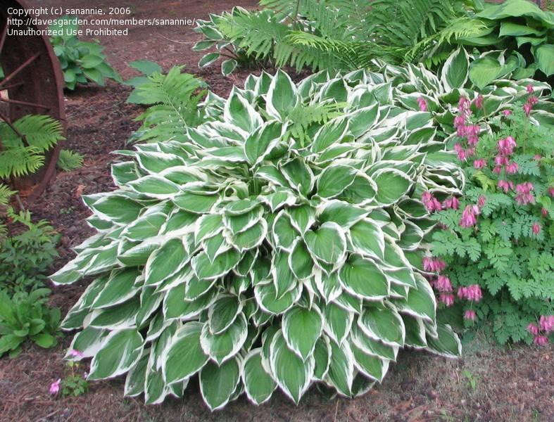 Hosta U. Albomarginata  120   90