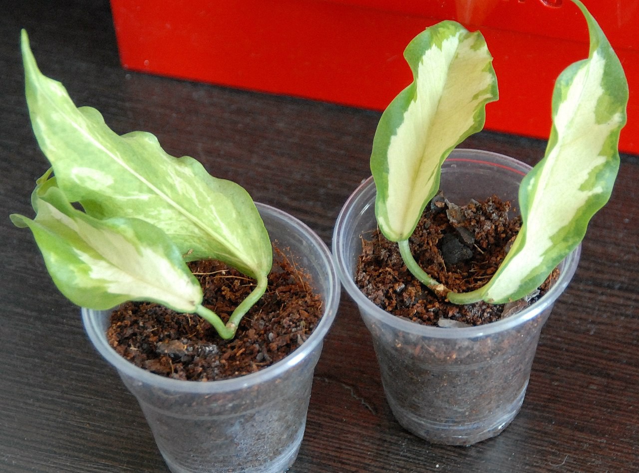 Hoya KENEJIANA VARIEGATA .jpg