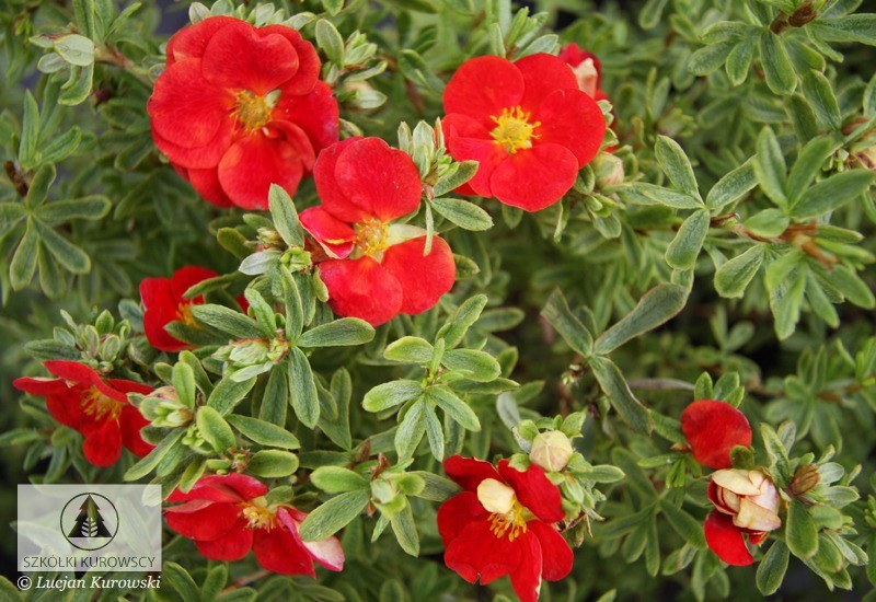 53a47d84c46e0_lapaka_potentilla_f.red_lady_-_251.jpg