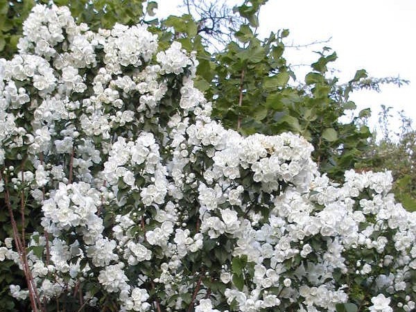 53a47d89f20a6_bnik_philadelphus_manteau_dhermine_-_158.jpg