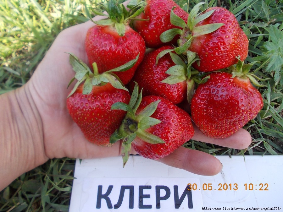 53ac37161780b_klei.jpg